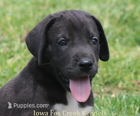 Mitzi – Great Dane puppy for sale in Unionville, IA