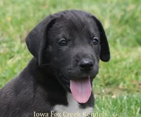 Mitzi, a male Great Dane for sale in Unionville, IA – 1 of 10