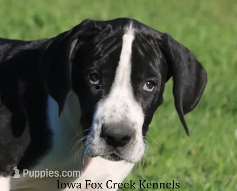 Zoey – Great Dane puppy for sale in Unionville, IA