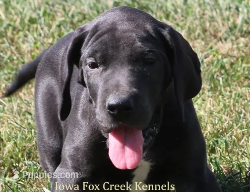 Susie – Great Dane puppy for sale in Unionville, IA