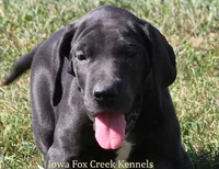 Susie, a female Great Dane for sale in Unionville, IA – 1 of 10