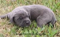 Sarge, a male Great Dane for sale in Unionville, IA – 5 of 8