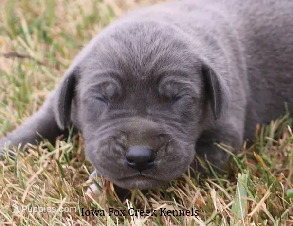 Sophie – Great Dane puppy for sale in Unionville, IA