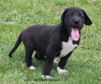 Milo, a male Great Dane for sale in Unionville, IA – 2 of 10