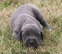 Sarge, a male Great Dane for sale in Unionville, IA – 4 of 8