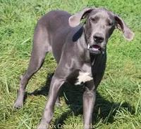 Emily, a female Great Dane for sale in Unionville, IA – 7 of 7