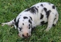 Major, a male Great Dane for sale in Unionville, IA – Photo 2 of 10