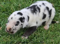 Major, a male Great Dane for sale in Unionville, IA – Photo 5 of 10