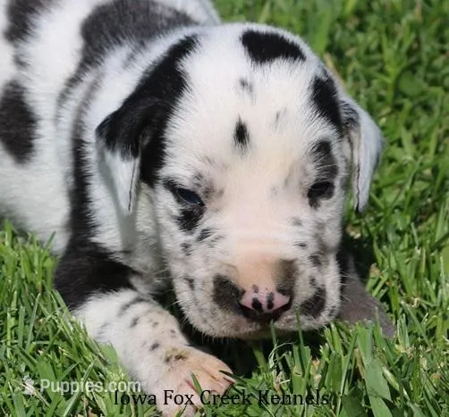 Major – Great Dane puppy for sale in Unionville, IA