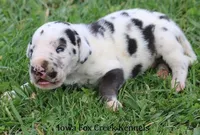 Major, a male Great Dane for sale in Unionville, IA – Photo 8 of 10