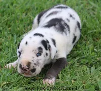 Major, a male Great Dane for sale in Unionville, IA – Photo 7 of 10