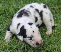 Major, a male Great Dane for sale in Unionville, IA – Photo 3 of 10