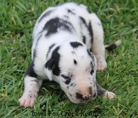 Major, a male Great Dane for sale in Unionville, IA – Photo 6 of 10