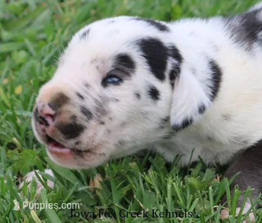 Major – Great Dane puppy for sale in Unionville, IA