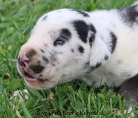 Major, a male Great Dane for sale in Unionville, IA – Photo 1 of 10
