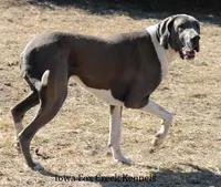 Major, a male Great Dane for sale in Unionville, IA – Photo 10 of 10