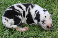 Major, a male Great Dane for sale in Unionville, IA – Photo 4 of 10