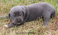 Smokey, a male Great Dane for sale in Unionville, IA – 6 of 9