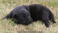 Sadie, a female Great Dane for sale in Unionville, IA – 6 of 9