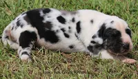 Zorro, a male Great Dane for sale in Unionville, IA – 6 of 10