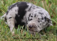 Samson, a male Great Dane for sale in Unionville, IA – 7 of 10