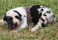Zorro, a male Great Dane for sale in Unionville, IA – 2 of 10