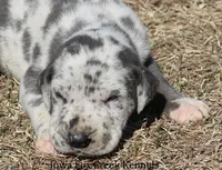 Sophie, a female Great Dane for sale in Unionville, IA – Photo 1 of 10