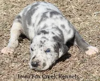Sophie, a female Great Dane for sale in Unionville, IA – Photo 3 of 10