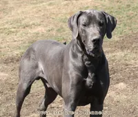 Sophie, a female Great Dane for sale in Unionville, IA – Photo 9 of 10