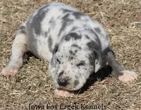 Sophie, a female Great Dane for sale in Unionville, IA – Photo 5 of 10