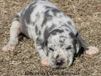 Sophie, a female Great Dane for sale in Unionville, IA – Photo 2 of 10