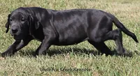 Susie, a female Great Dane for sale in Unionville, IA – 5 of 10