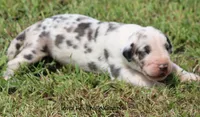 Zeus, a male Great Dane for sale in Unionville, IA – 8 of 10