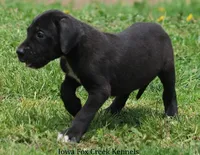 Maya, a male Great Dane for sale in Unionville, IA – 5 of 10