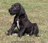 Sadie, a female Great Dane for sale in Unionville, IA – 7 of 10