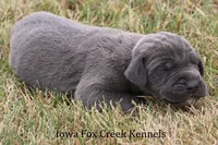 Sarge, a male Great Dane for sale in Unionville, IA – 2 of 8