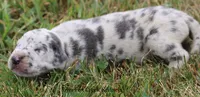 Shakira, a female Great Dane for sale in Unionville, IA – 3 of 9