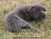Sarge, a male Great Dane for sale in Unionville, IA – 3 of 8