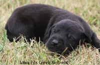 Scoundrel, a male Great Dane for sale in Unionville, IA – 2 of 7