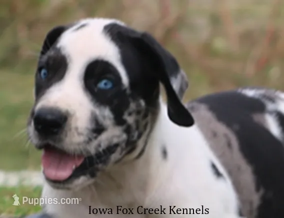 Zorro – Great Dane puppy for sale in Unionville, IA