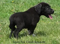 Max, a male Great Dane for sale in Unionville, IA – 8 of 10