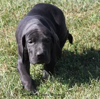 Susie, a female Great Dane for sale in Unionville, IA – 7 of 10