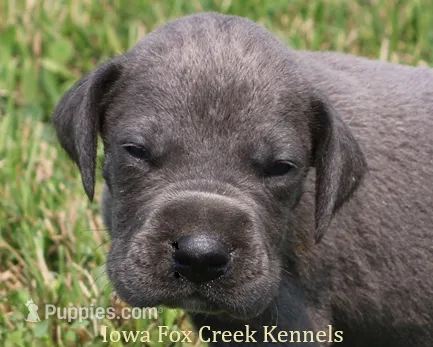 Sarge – Great Dane puppy for sale in Unionville, IA