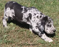 Samson, a male Great Dane for sale in Unionville, IA – 5 of 10