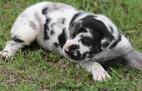 Emily, a female Great Dane for sale in Unionville, IA – 5 of 7