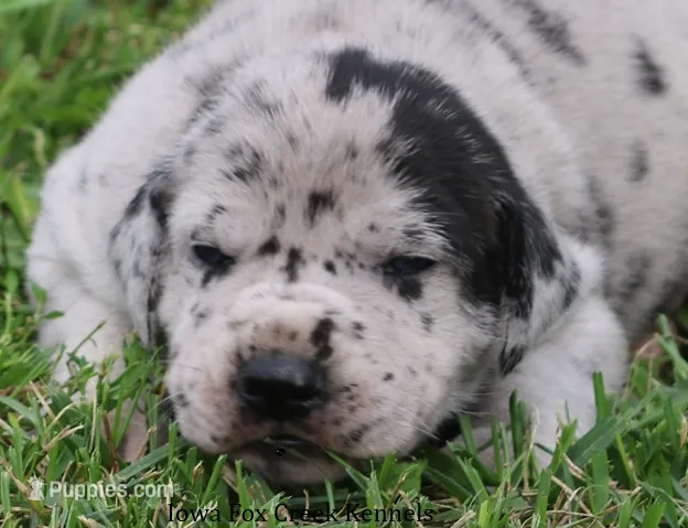 Ella – Great Dane puppy for sale in Unionville, IA