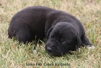 Shadow, a male Great Dane for sale in Unionville, IA – 5 of 10