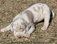 Hercules, a male Great Dane for sale in Unionville, IA – Photo 4 of 10