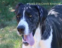 Hercules, a male Great Dane for sale in Unionville, IA – Photo 9 of 10