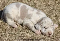 Hercules, a male Great Dane for sale in Unionville, IA – Photo 7 of 10
